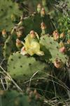 <img100*0:stuff/z/73640/Cactus%2520Reference.1/i1264988147_3.jpg>