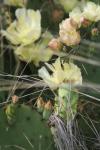 <img100*0:stuff/z/73640/Cactus%2520Reference.1/i1264988147_4.jpg>