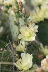 <img100*0:stuff/z/73640/Cactus%2520Reference.1/i1264988147_5.jpg>