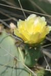 <img100*0:stuff/z/73640/Cactus%2520Reference.1/i1264988147_6.jpg>
