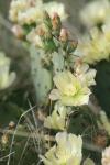 <img100*0:stuff/z/73640/Cactus%2520Reference.1/i1264988148_10.jpg>