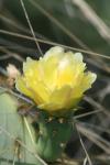 <img100*0:stuff/z/73640/Cactus%2520Reference.1/i1264988148_11.jpg>