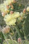 <img100*0:stuff/z/73640/Cactus%2520Reference.1/i1264988148_12.jpg>