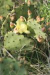 <img100*0:stuff/z/73640/Cactus%2520Reference.1/i1264988148_13.jpg>