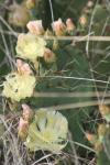 <img100*0:stuff/z/73640/Cactus%2520Reference.1/i1264988148_14.jpg>