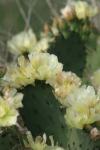 <img100*0:stuff/z/73640/Cactus%2520Reference.1/i1264988148_15.jpg>