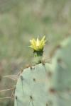 <img100*0:stuff/z/73640/Cactus%2520Reference.1/i1264988148_16.jpg>