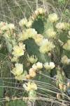 <img100*0:stuff/z/73640/Cactus%2520Reference.1/i1264988148_17.jpg>
