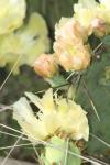 <img100*0:stuff/z/73640/Cactus%2520Reference.1/i1264988148_7.jpg>