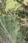 <img100*0:stuff/z/73640/Cactus%2520Reference.1/i1264988148_8.jpg>