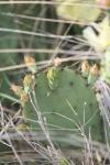 <img100*0:stuff/z/73640/Cactus%2520Reference.1/i1264988148_9.jpg>