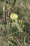 <img100*0:stuff/z/73640/Cactus%2520Reference.1/i1264988149_18.jpg>