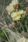 <img100*0:stuff/z/73640/Cactus%2520Reference.1/i1264988149_19.jpg>