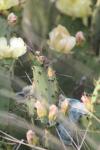 <img100*0:stuff/z/73640/Cactus%2520Reference.1/i1264988149_20.jpg>