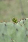 <img100*0:stuff/z/73640/Cactus%2520Reference.1/i1264988149_21.jpg>