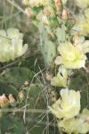 <img100*0:stuff/z/73640/Cactus%2520Reference.1/i1264988149_22.jpg>