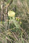 <img100*0:stuff/z/73640/Cactus%2520Reference.1/i1264988149_23.jpg>