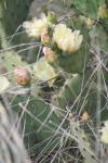<img100*0:stuff/z/73640/Cactus%2520Reference.1/i1264988149_24.jpg>
