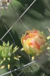 <img100*0:stuff/z/73640/Cactus%2520Reference.1/i1264988149_25.jpg>