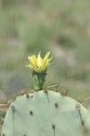<img100*0:stuff/z/73640/Cactus%2520Reference.1/i1264988149_26.jpg>