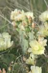 <img100*0:stuff/z/73640/Cactus%2520Reference.1/i1264988149_27.jpg>