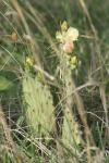 <img100*0:stuff/z/73640/Cactus%2520Reference.1/i1264988150_28.jpg>