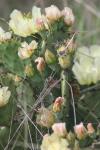 <img100*0:stuff/z/73640/Cactus%2520Reference.1/i1264988150_29.jpg>