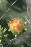 <img100*0:stuff/z/73640/Cactus%2520Reference.1/i1264988150_30.jpg>
