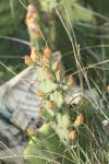 <img100*0:stuff/z/73640/Cactus%2520Reference.1/i1264988150_31.jpg>