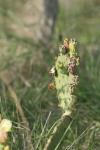 <img100*0:stuff/z/73640/Cactus%2520Reference.1/i1264988150_32.jpg>
