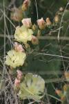 <img100*0:stuff/z/73640/Cactus%2520Reference.1/i1264988150_33.jpg>