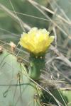 <img100*0:stuff/z/73640/Cactus%2520Reference.1/i1264988150_34.jpg>