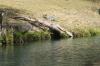 <img100*0:stuff/z/73640/Frio%2520River%2520reference.2/i1265095408_18.jpg>
