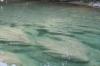 <img100*0:stuff/z/73640/Frio%2520River%2520reference.2/i1265095409_25.jpg>
