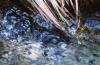 <img100*0:stuff/z/73640/Frio%2520River%2520reference.2/i1265095409_29.jpg>