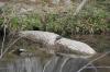 <img100*0:stuff/z/73640/Frio%2520River%2520reference.2/i1265158438_2.jpg>