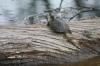 <img100*0:stuff/z/73640/Frio%2520River%2520reference.2/i1265158438_3.jpg>