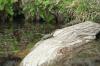 <img100*0:stuff/z/73640/Frio%2520River%2520reference.2/i1265158439_11.jpg>