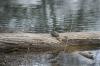 <img100*0:stuff/z/73640/Frio%2520River%2520reference.2/i1265158439_13.jpg>