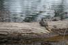 <img100*0:stuff/z/73640/Frio%2520River%2520reference.2/i1265158439_15.jpg>