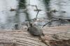 <img100*0:stuff/z/73640/Frio%2520River%2520reference.2/i1265158439_17.jpg>