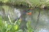 <img100*0:stuff/z/73640/Frio%2520River%2520reference.2/i1265160305_2.jpg>
