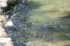 <img100*0:stuff/z/73640/Frio%2520River%2520reference.2/i1265160305_3.jpg>