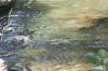 <img100*0:stuff/z/73640/Frio%2520River%2520reference.2/i1265160308_21.jpg>