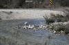 <img100*0:stuff/z/73640/Frio%2520River%2520reference.2/i1265162378_28.jpg>