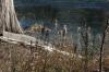 <img100*0:stuff/z/73640/Frio%2520River%2520reference.3/i1278822160_18.jpg>