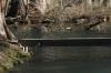 <img100*0:stuff/z/73640/Frio%2520River%2520reference.3/i1278822160_19.jpg>