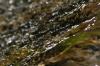 <img100*0:stuff/z/73640/Frio%2520River%2520reference.3/i1278823391_10.jpg>