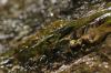 <img100*0:stuff/z/73640/Frio%2520River%2520reference.3/i1278823391_11.jpg>