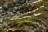 <img100*0:stuff/z/73640/Frio%2520River%2520reference.3/i1278823391_6.jpg>
